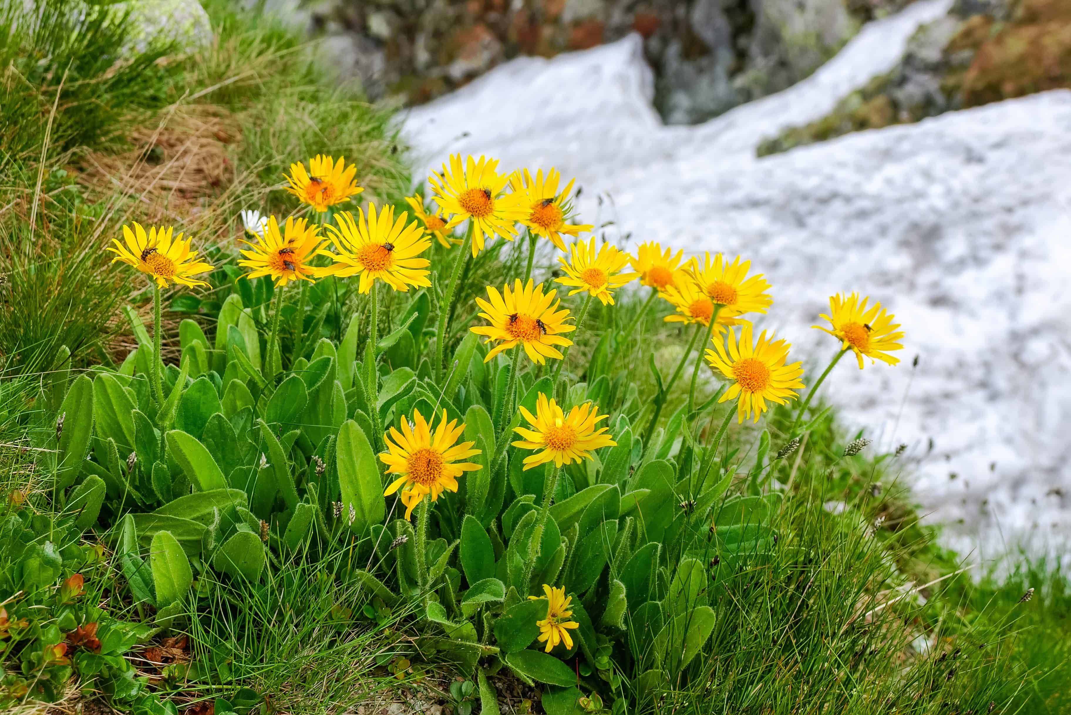 Echte Arnika Wundheilmittel bei Verletzungen Naturapotheke