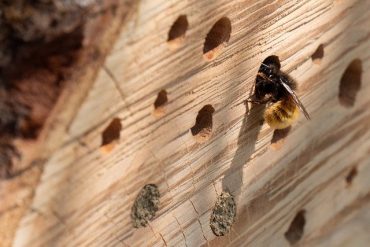 Insektenhotel