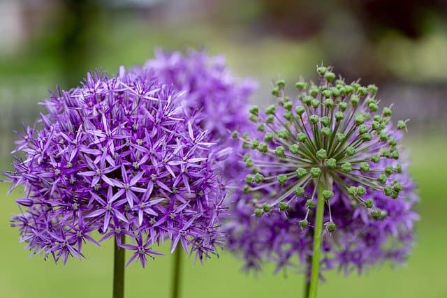 Kleine Blume mit großer Heilkraft