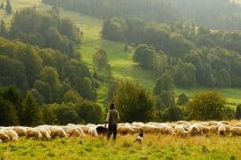 Schafsfleisch und Schafmilch für gesunde Ernährung