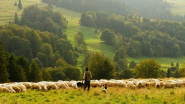 Schafsfleisch und Schafmilch für gesunde Ernährung