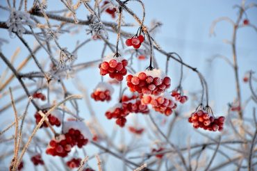 Winterbeeren