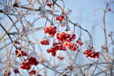 Winterbeeren