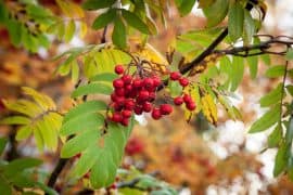 Vogelbeeren