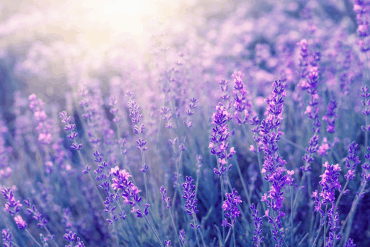 Heilpflanze Lavendel