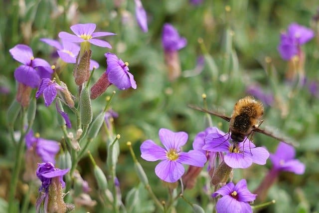 Blühwiesen für Wildbienen