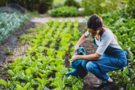 Garten-Tipp: Komposttee aktiviert den Boden