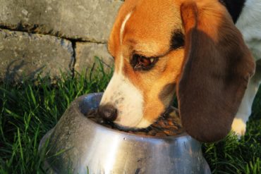 So füttern Sie Ihren Hund natürlich und gesund