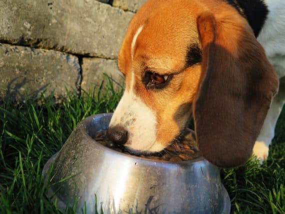 So füttern Sie Ihren Hund natürlich und gesund