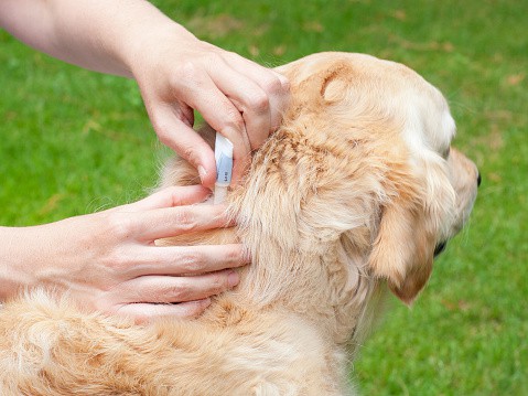 Zeckenschutz bei Hunden