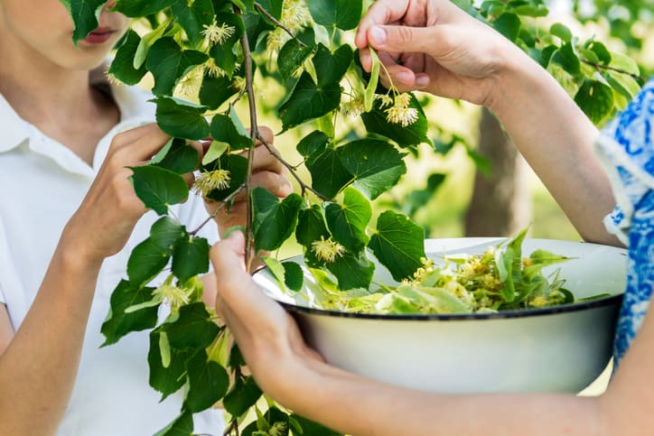 Lindenblüten sind sehr empfindlich