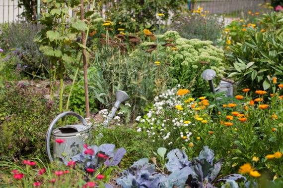 Ringelblumen im Garten