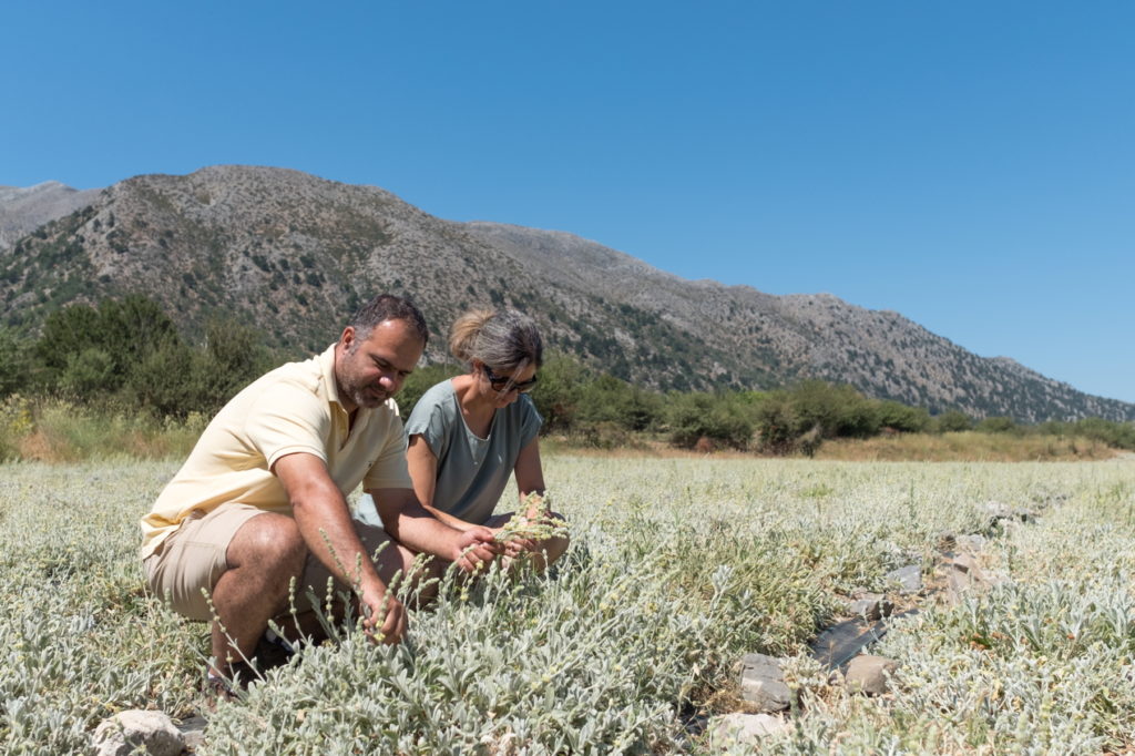 Rodo und Niko kultivieren den Bergtee auf Kreta