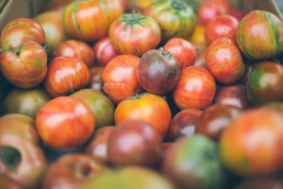 Tomaten in Hülle und Fülle