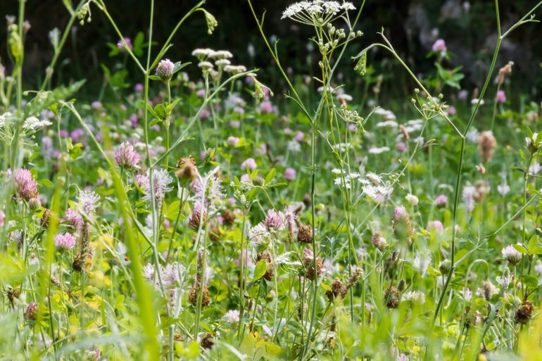 Erste Hilfe aus der Sommerwiese