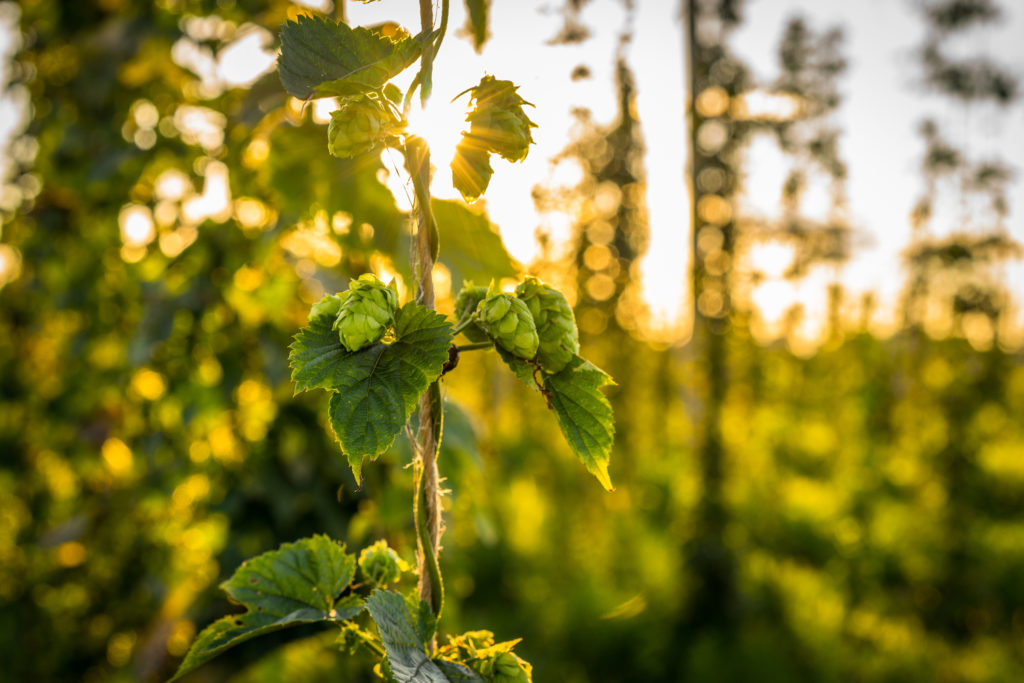 Nicht nur im Bier ist der Hopfen eine gute Beruhigungshilfe.