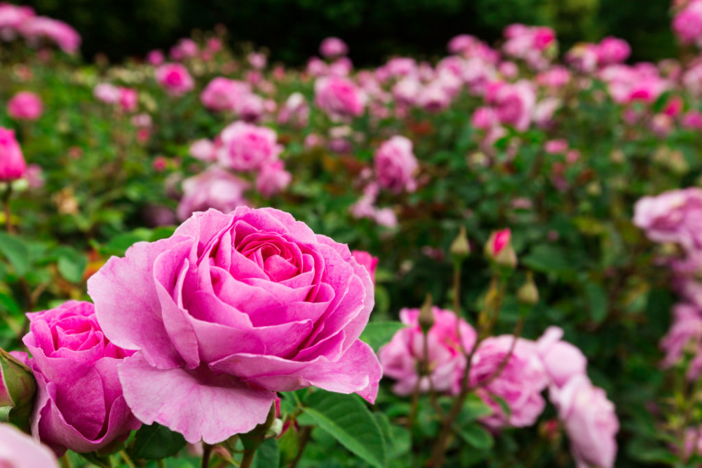 Schon der Duft der Rose wirkt beruhigend.