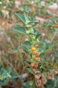 Ashwagandha die Schlafbeere