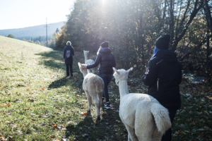 Beim Wandern mit Alpakas gleicht sich der Herzschlag an die ruhigen Tiere an