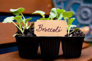 Brokkoli ist gesund - auch als Babygemüse