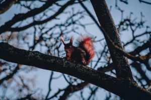 Eichhörnchen im Frühling