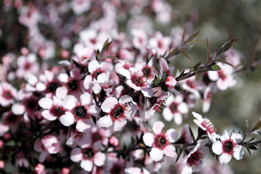 Manuka, die Südseemyrte