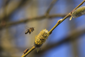 Palmkätzchen - wichtige Futterpflanzen für Bienen
