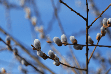 Weidenkätzchen im Frühling