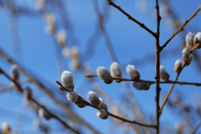 Weidenkätzchen im Frühling