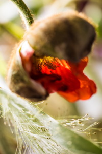 Zauber einer Mohnblüte