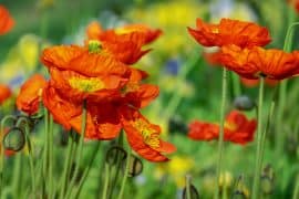 Klatschmohn – der harmlose Bruder des Schlafmohns