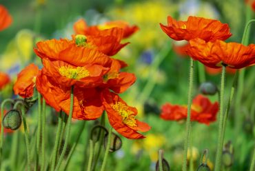 Klatschmohn – der harmlose Bruder des Schlafmohns