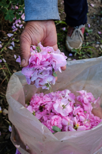 Rund 400 Sack Rosenblüten ergeben einen Liter Rosenöl