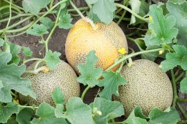 Cantaloupe