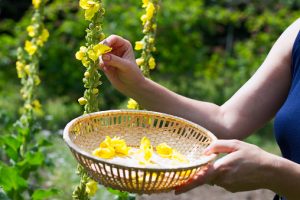 Gibt Ihre Sonnenkraft weiter: die Königskerze