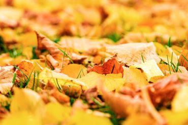 Buntes Herbstlaub - zu schade für den Werkstoffhof