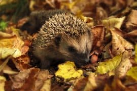 Igel im Garten