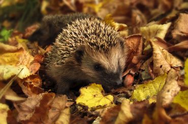 Igel im Garten