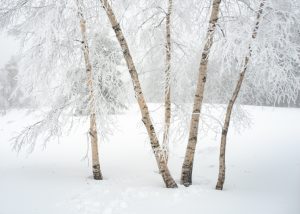 Pflanzenrätsel Gewinnspiel NaturApotheke