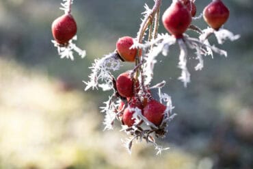 Hagebutte Buch NaturApotheke