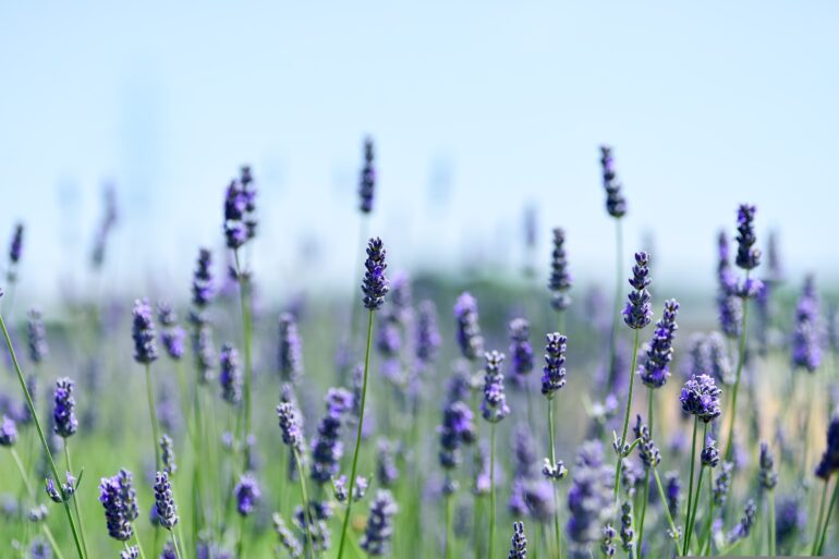 Lavendel